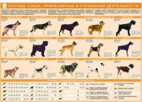 Комплект плакатов "Кинология" - «globural.ru» - Мурманск