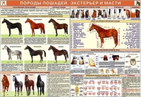 Комплект плакатов "Служебное коневодство" - «globural.ru» - Мурманск