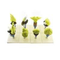 Комплект моделей "Строение мозга позвоночных" - «globural.ru» - Мурманск