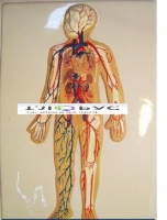 Модель барельефная «Кровеносная система» - «globural.ru» - Мурманск