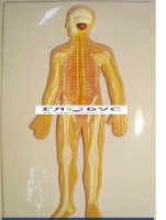 Модель барельефная «Нервная система» - «globural.ru» - Мурманск