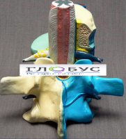 Модель "Части позвоночника человека" - «globural.ru» - Мурманск