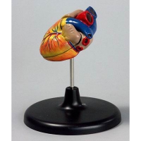 Модель "Сердце" (лабораторная) - «globural.ru» - Мурманск