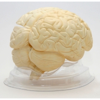 Модель "Мозг в разрезе" (белый) - «globural.ru» - Мурманск