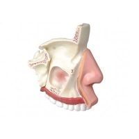 Модель "Разрез носоглотки" - «globural.ru» - Мурманск