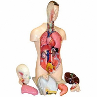 Торс человека разборный (42 см.) - «globural.ru» - Мурманск