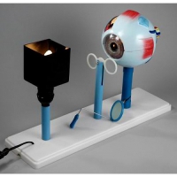 Модель "Зрение" - «globural.ru» - Мурманск