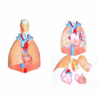 Модель "Система органов дыхания"	 - «globural.ru» - Мурманск