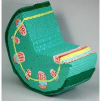 Модель "Стебель растения" - «globural.ru» - Мурманск