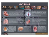 Стенд "Курение" (вариант 1) - «globural.ru» - Мурманск