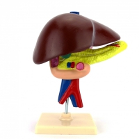 Модель "Печень" - «globural.ru» - Мурманск