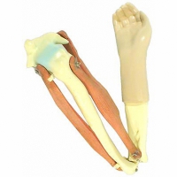 Модель локтевого сустава подвижная - «globural.ru» - Мурманск