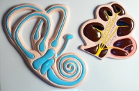 Барельефная модель "Ухо человека" (часть 2) - «globural.ru» - Мурманск