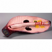 Модель "Дождевой червь" - «globural.ru» - Мурманск