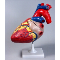 Модель "Сердце" (увеличенная) - «globural.ru» - Мурманск