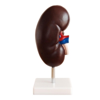 Модель "Почка" (увеличенная) - «globural.ru» - Мурманск