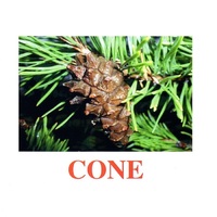 Карточки Домана "Going for a walk-2" ("На прогулке-2") на английском языке - «globural.ru» - Мурманск