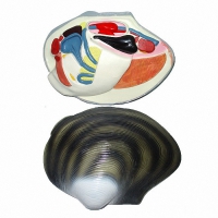 Модель "Беззубка" (двустворчатый моллюск) - «globural.ru» - Мурманск