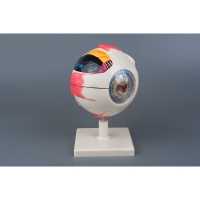 Модель «Глаз человека» (большая) - «globural.ru» - Мурманск