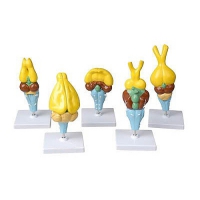 Комплект моделей строения мозга позвоночных - «globural.ru» - Мурманск