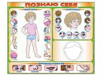 Стенд маркерный "Познаю себя" (тело, голова, органы чувств) - «globural.ru» - Мурманск