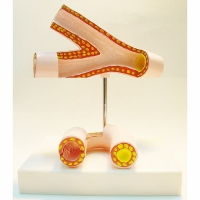 Модель "Здоровые и поврежденные сосуды"	 - «globural.ru» - Мурманск