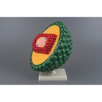 Модель "Вирус СПИДа" - «globural.ru» - Мурманск