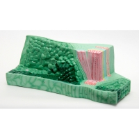 Модель "Структура листа" - «globural.ru» - Мурманск