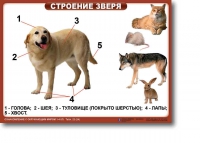 Ознакомление с окружающим миром. 1-4 класс. Комплект таблиц. Наглядные пособия для начальной школы, учебные пособия - «globural.ru» - Мурманск