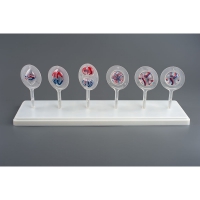 Модель Митоз и Мейоз клетки - «globural.ru» - Мурманск