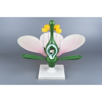 Модель "Цветок яблони" - «globural.ru» - Мурманск