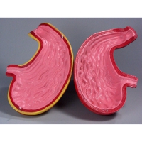 Модель Желудок в разрезе - «globural.ru» - Мурманск