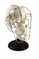 Модель Кости черепа человека смонтированные - «globural.ru» - Мурманск