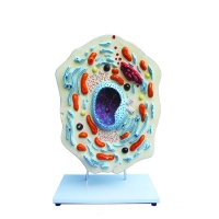 Модель "Клетка животного" - «globural.ru» - Мурманск