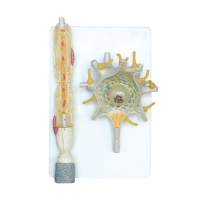 Модель "Нейрона" - «globural.ru» - Мурманск