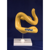 Модель Молекула белка - «globural.ru» - Мурманск