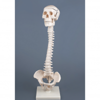 Модель "Позвоночник с черепом и тазом" - «globural.ru» - Мурманск