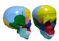 Модель "Череп" (с раскрашенными костями) - «globural.ru» - Мурманск