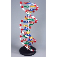 Модель "Структура ДНК" разборная - «globural.ru» - Мурманск