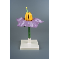 Модель "Цветок картофеля" - «globural.ru» - Мурманск