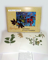 Гербарий Деревья и кустарники (20 видов) - «globural.ru» - Мурманск