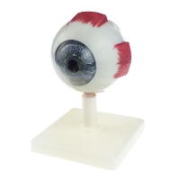 Модель "Глаз человека" (лабораторная) - «globural.ru» - Мурманск