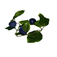 Ветка муляжей "Слива" - «globural.ru» - Мурманск