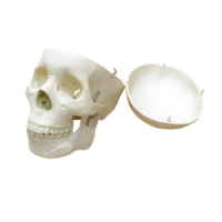 Модель "Череп человека" - «globural.ru» - Мурманск