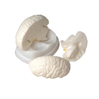 Модель мозга в разрезе - «globural.ru» - Мурманск