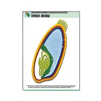 Рельефная таблица "Зерновка пшеницы" (формат А1, матовое ламинир.) - «globural.ru» - Мурманск