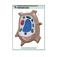 Рельефная таблица "Растительная клетка" (формат А1, матовое ламинир.) - «globural.ru» - Мурманск