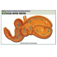 Рельефная таблица "Желудок жвачного животного" (формат А1, матовое ламинир.) - «globural.ru» - Мурманск