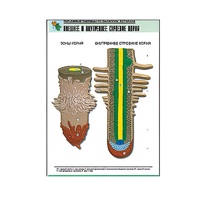 Рельефная таблица "Внешнее и внутреннее строение корня" (формат А1, матовое ламинир.) - «globural.ru» - Мурманск