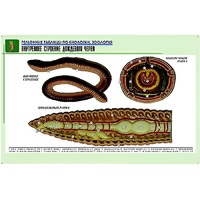 Рельефная таблица "Внутреннее строение дождевого червя" (формат А1, матовое ламинир.) - «globural.ru» - Мурманск